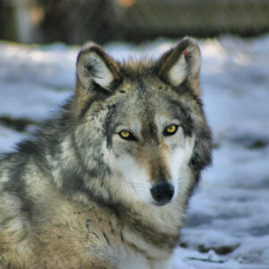 The Call of the Wild by Jack London