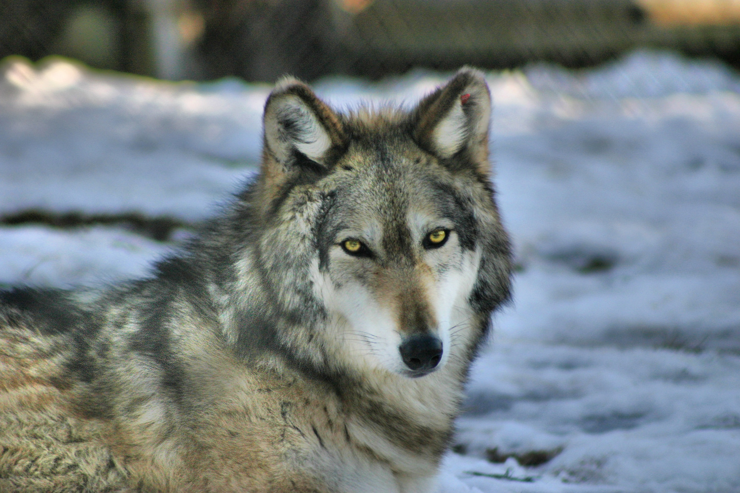 The Call of the Wild by Jack London